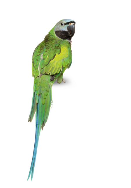 A Lord Derby's parakeet is sitting with its back to the camera, but its head is turned towards the camera.