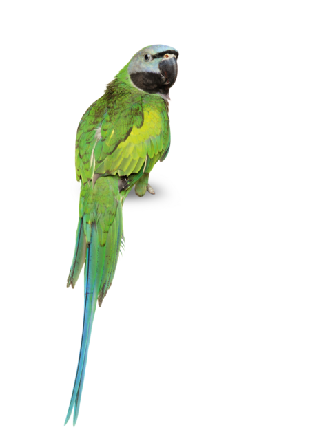 Lord Derby's parakeet A Lord Derby's parakeet is sitting with its back to the camera, but its head is turned towards the camera.