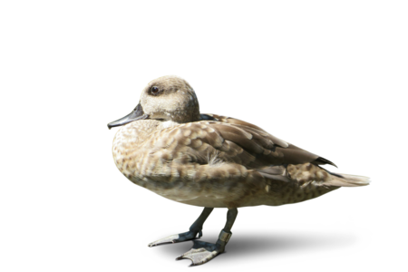 Marbled Teal A marbled teal is in profile.