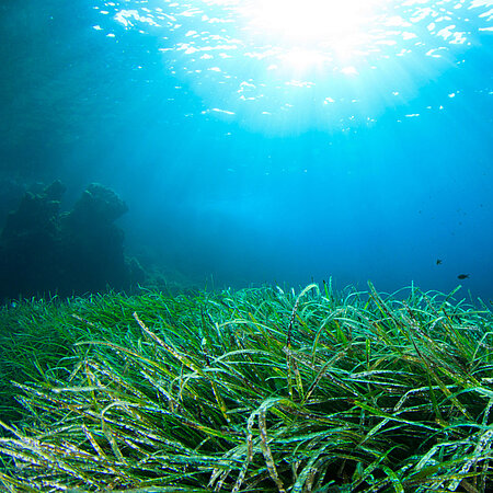 Seegraswiesen Unterwasser