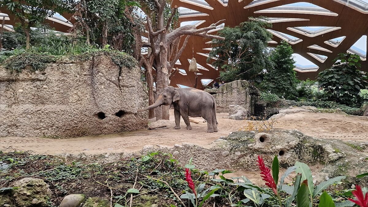 Asiatischer Elefant Panang im Zoo Zürich