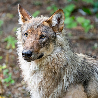 A portrait of a wolf looking into the left corner of the picture. 