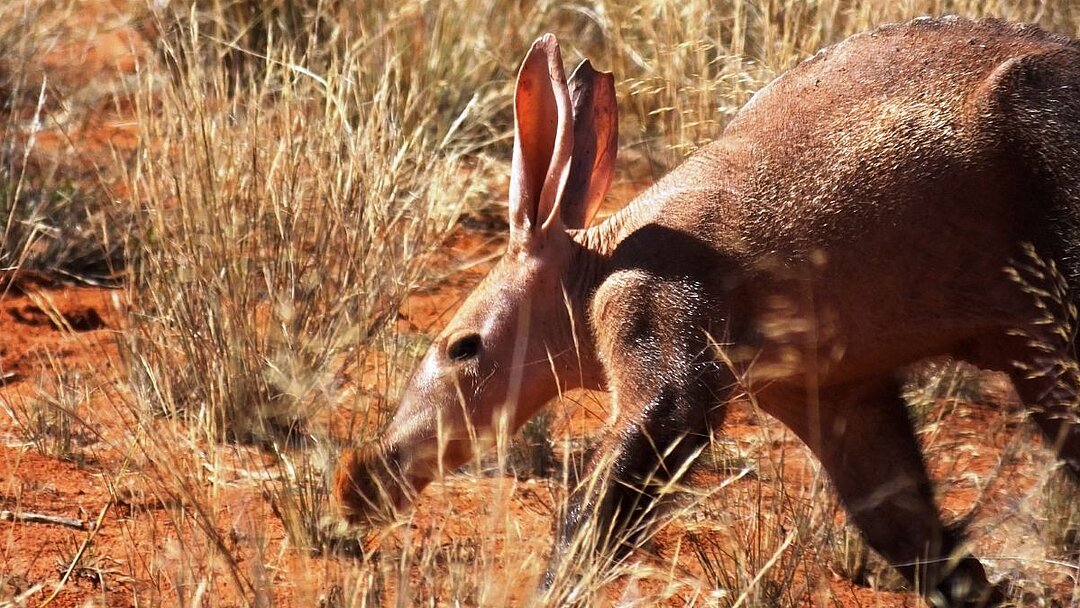 Erdferkel in der Kalahari