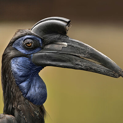 On the picture you can see a northern hornbill.