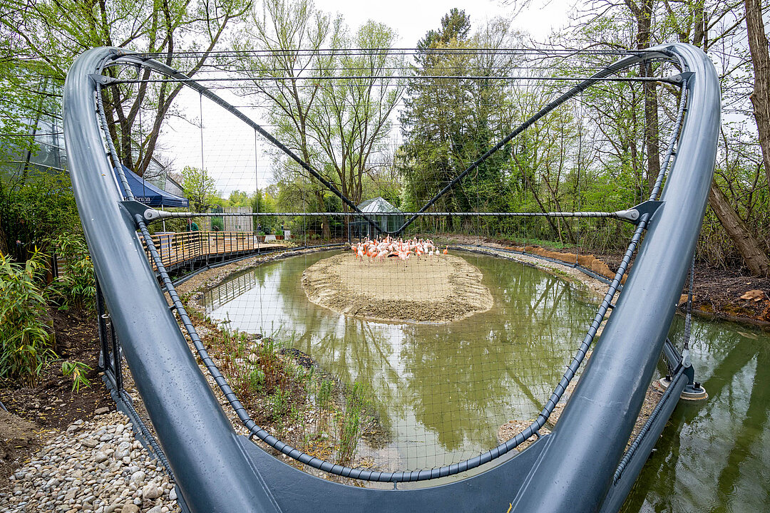 Flamingo enclosure