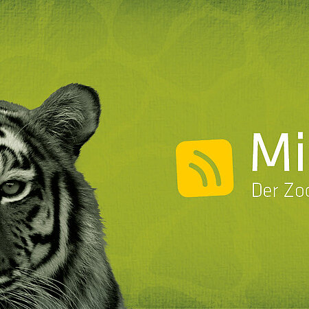 Das Logo des Podcast "MiaSanTier".