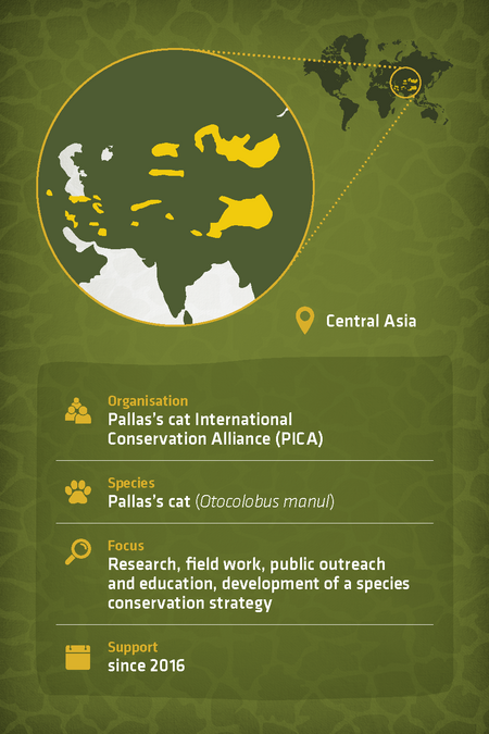profile project Pallas's cat International Conservation Alliance (PICA)