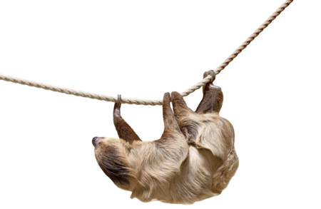 Zweifinger Faultier Das Bild zeigt ein Zweifinger Faultier, welches über Kopf an einem Seil hängt.