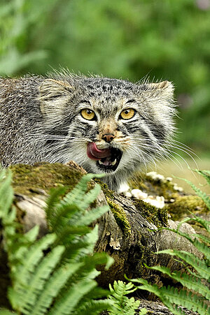 Ein Manul schleckt sich das Maul.