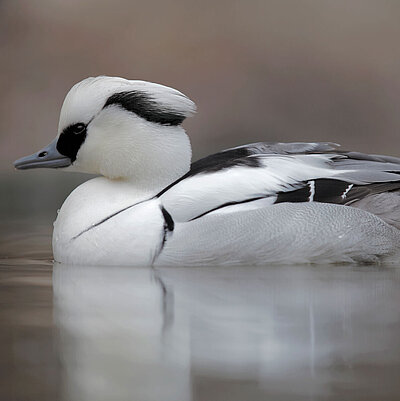 The picture shows a smew from the side. The bird swims on a playing water surface.
