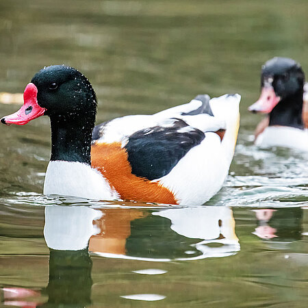 In the picture you can see two common shelducks swimming behind each other.
