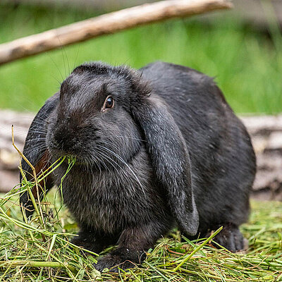 A Meissner ram sits in the middle of his food pile and chews on a blade of grass. 
