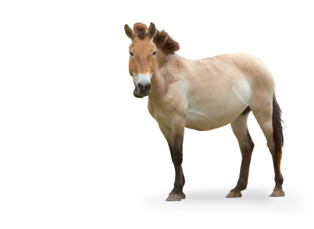 The picture shows a Przewalski's horse. The body is turned to the side and its head is looking towards the camera.