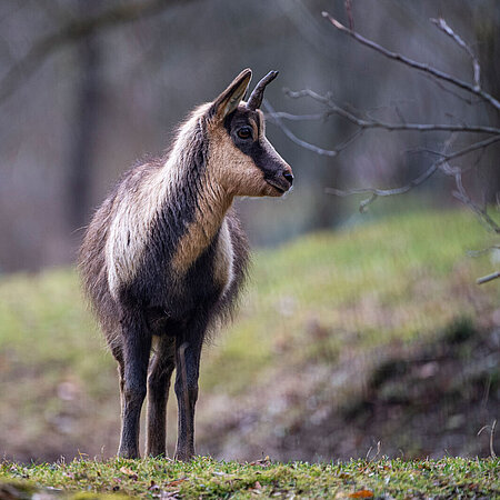 An Abruzzo chamois stands on a meadow in the Hellabrunn Zoo and looks to the left. 