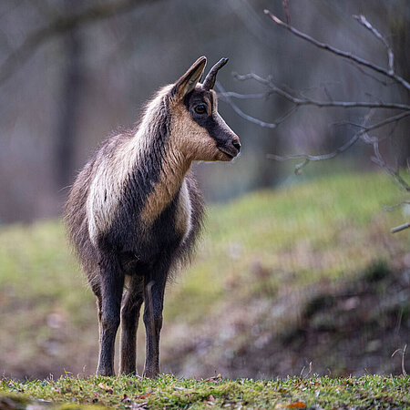 Eine Abruzzengams steht auf einer Wiese im Tierpark Hellabrunn und blickt nach links. 