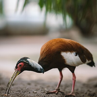 Mähnenibis aus seitlicher Ansicht mit Schopf