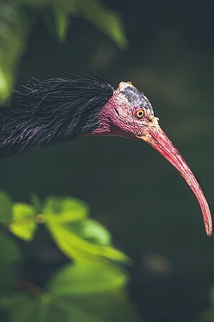 Ein dunkler Vogel mit rotem Kopf und langem roten Schnabel schaut von links im Profil ins Bild.