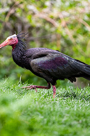 Ein Waldrapp im grünen Gras.