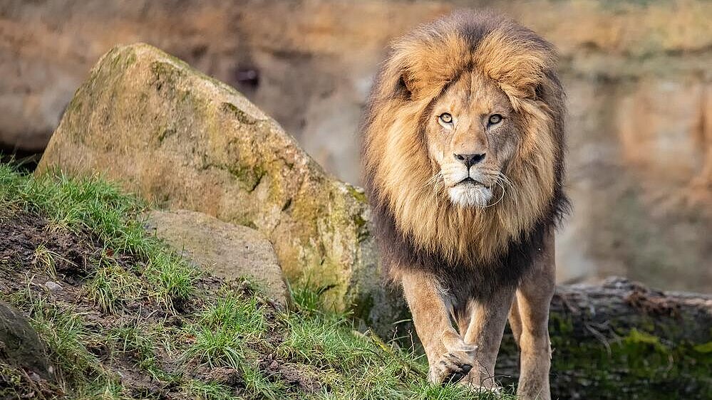 Löwe in neuer Löwenanlage im Tierpark Hellabrunn