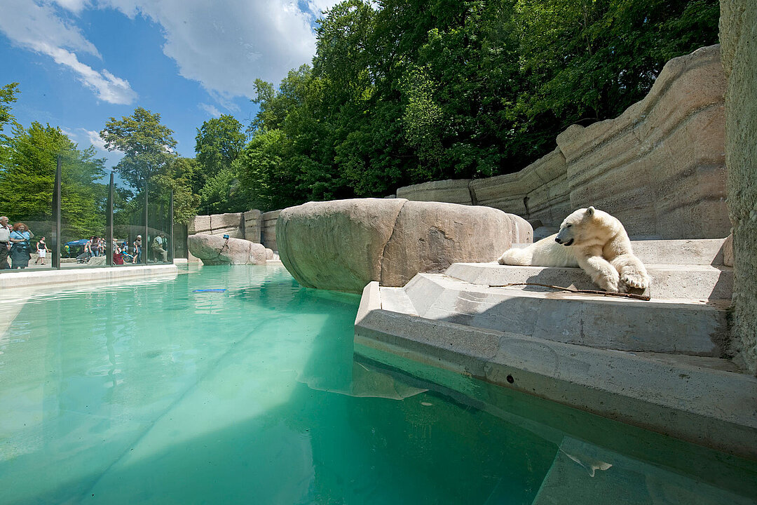 Die Eisbärenanlage bietet mit einer Felsenlandschaft und Wasserbecken eine natürliche Umgebung für die Eisbären.