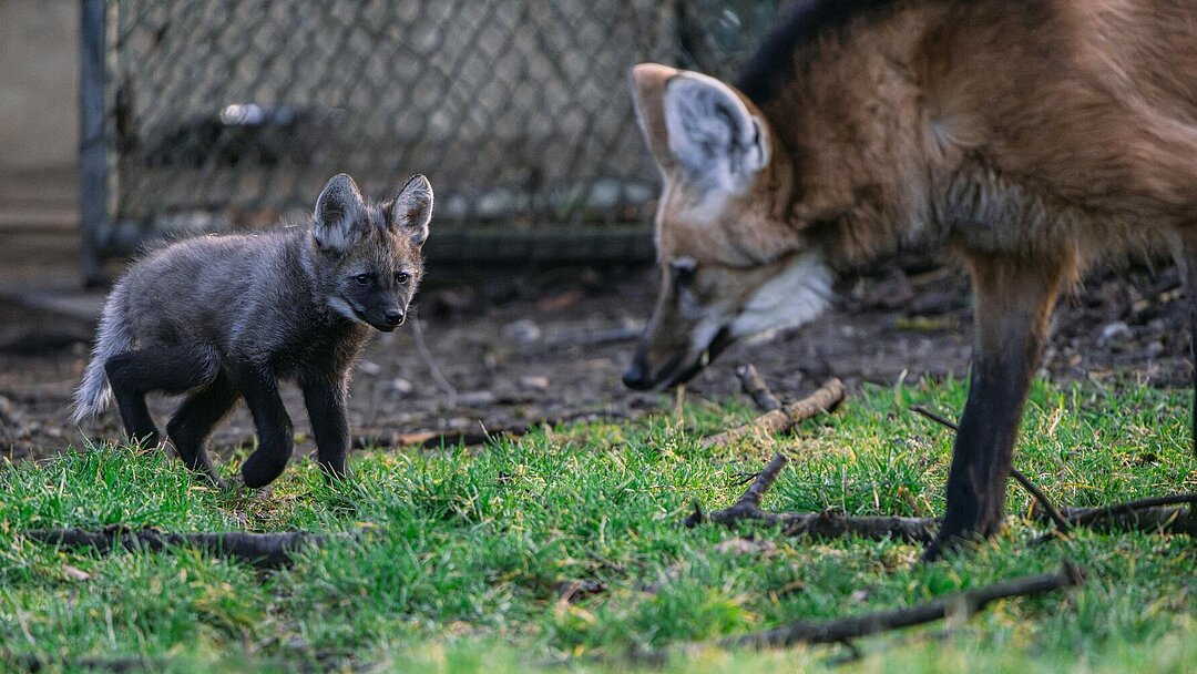 [Translate to English:] Mähnenwolf Jungtier in Hellabrunn