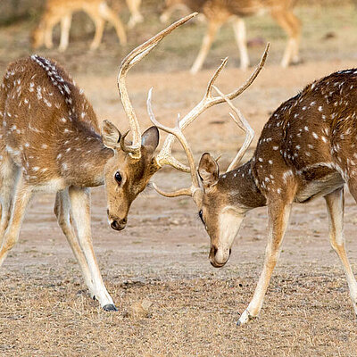 Two axi deer fighting in Hellabrunn Zoo. 