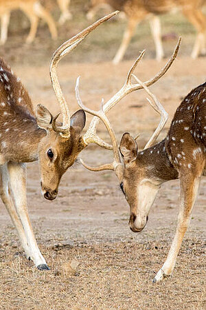 Two axi deer fighting in Hellabrunn Zoo. 