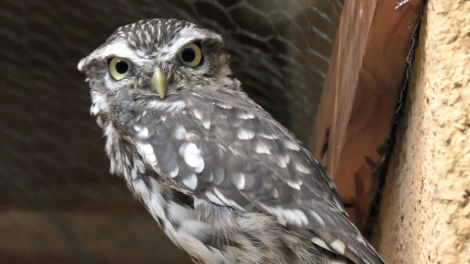 Steinkauz im Tierpark Hellabrunn
