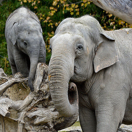 Elefantenmutter "Temi" mit ihrem Nachwuchs Elefantenjunges "Otto", welcher über einen Baumstumpf klettert.