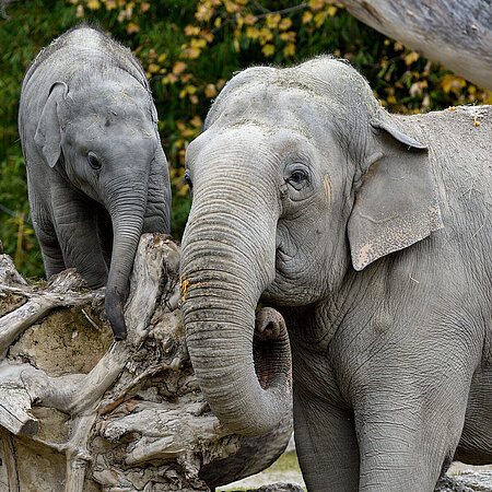  Elephant mother "Temi" with her offspring Elephant cub "Otto" climbing over a tree stump.