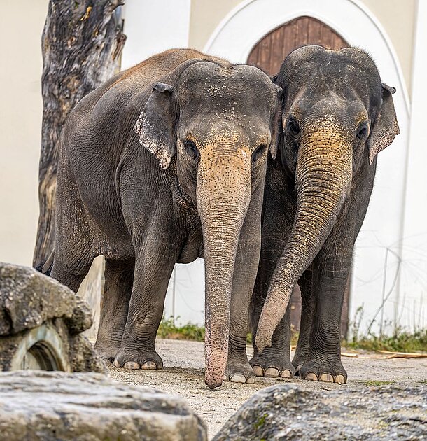 Zwei Asiatische Elefanten auf der Außenanlage in Hellabrunn.