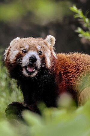 Ein kletternder Roter Panda, der die Zunge herausstreckt.