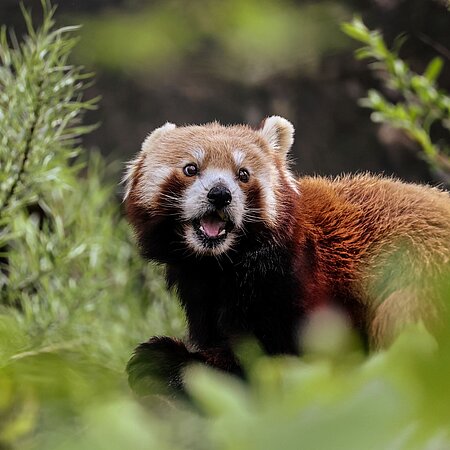 Ein kletternder Roter Panda, der die Zunge herausstreckt.