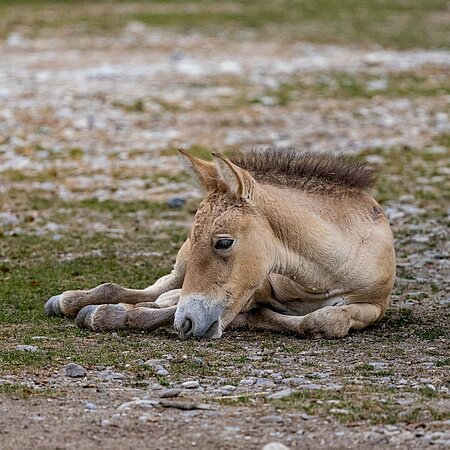 Jungtier Przewalski-Pferd