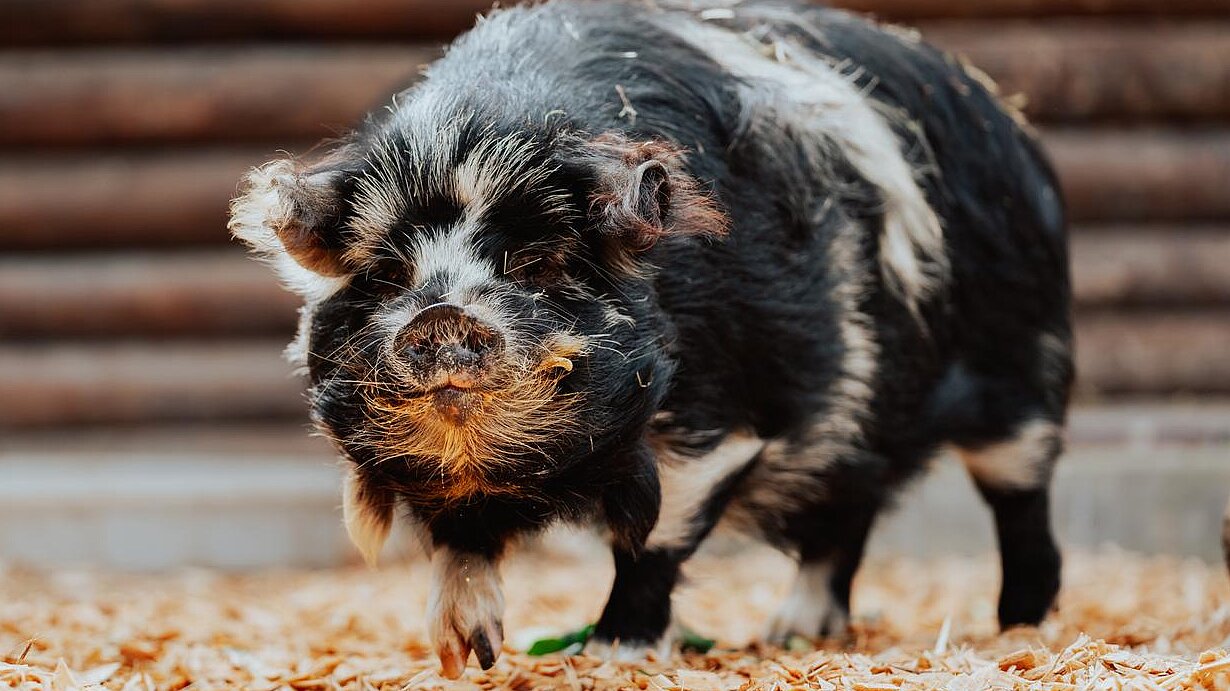 Kunekune-Eber im Tierpark Hellabrunn 