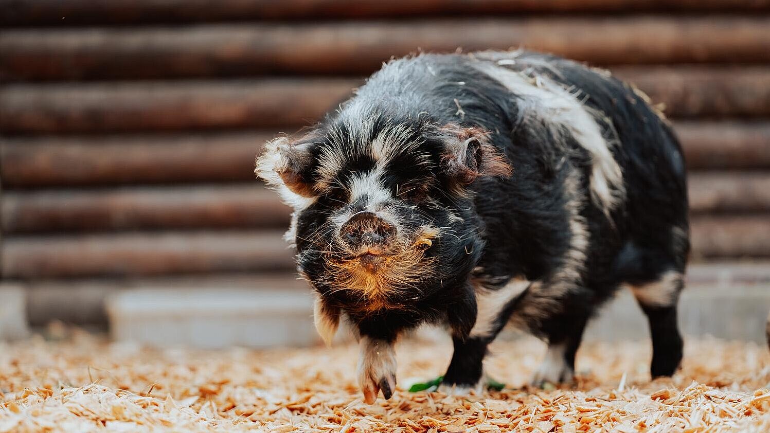 Kunekune-Eber im Tierpark Hellabrunn 