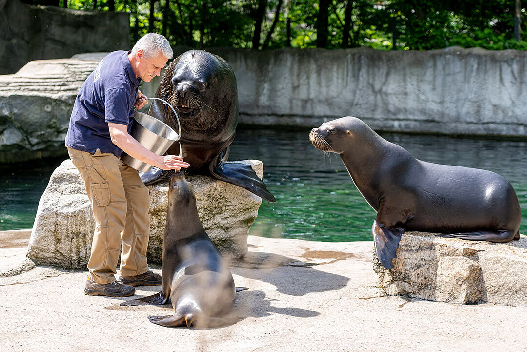 Ein Tierpfleger füttert beim Seelöwen-Training die Mähnenrobben.