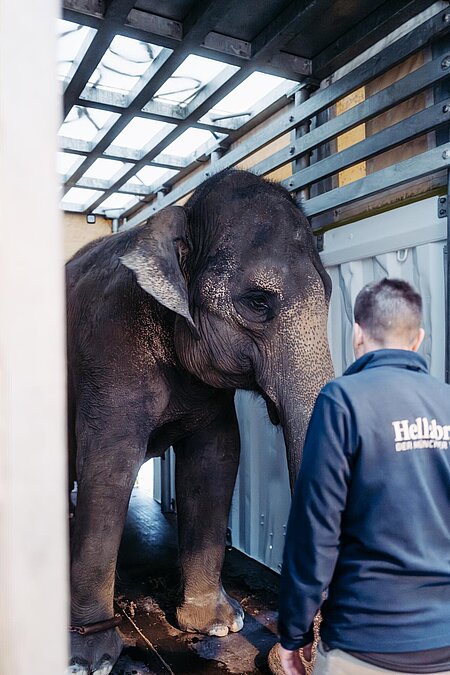 [Translate to English:] Panang ist im Spezialcontainer, umsorgt von einem vertrauten Tierpfleger.