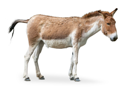 In the picture you can see a kiang in profile, he is looking to the right side of the picture.