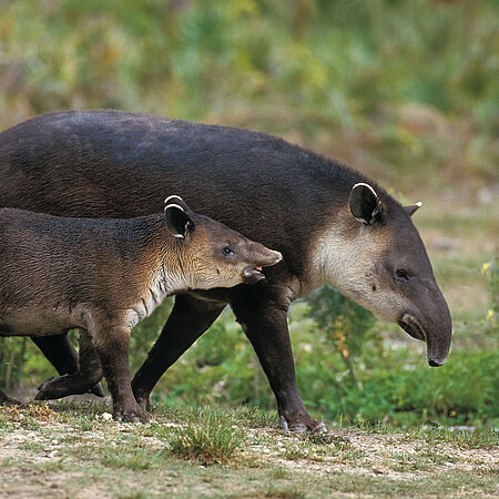 Mittelamerikanischer Tapir Mittelamerikanischer Tapir