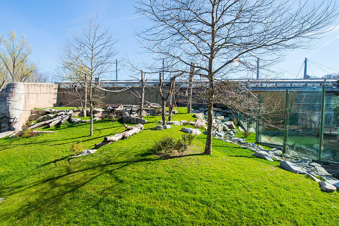 The outdoor area of the gorillas in summer