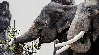 [Translate to English:] Elefantendame Panang mit Elefantenbulle Gajendra