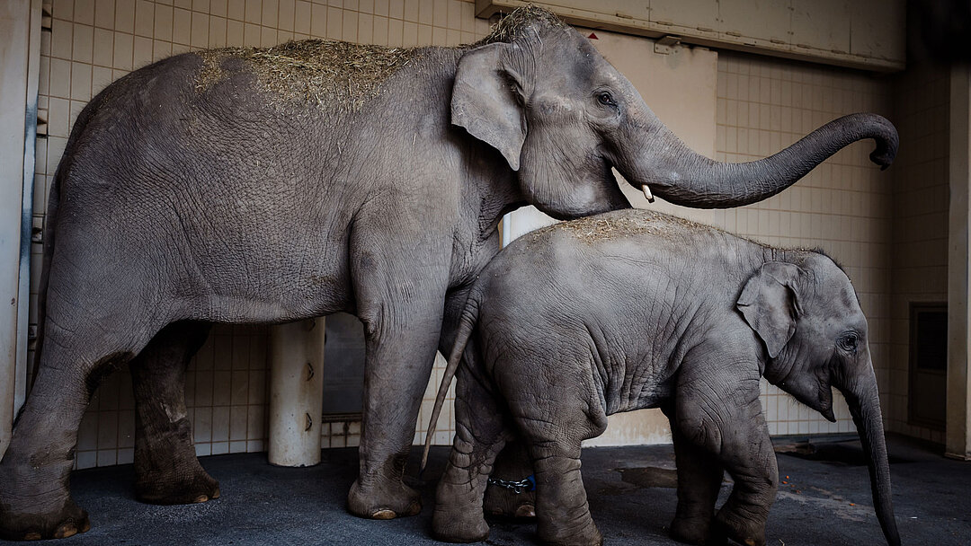 Elefantenkuh Rani mit ihrem Jungtier ist in Hellabrunn gut angekommen..