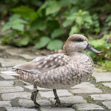 In the picture you can see a marbled teal running over a paved stone floor. In the background is a green bush.