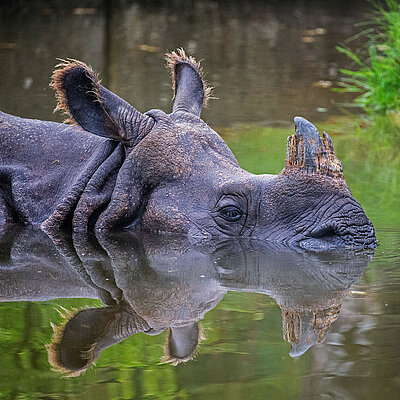 Ein Panzernashorn, welches im Wasser schwimmt. 