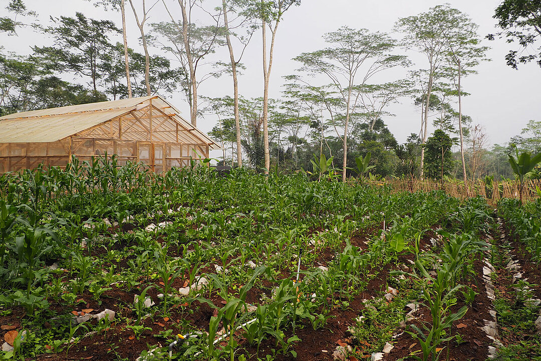 One of the agricultural fields in Cikananga.