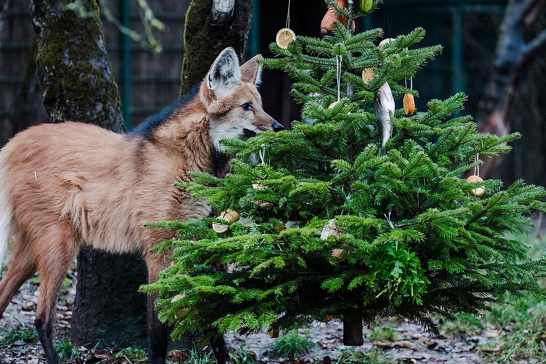 Ein Mähnenwolf mit Christbaum.