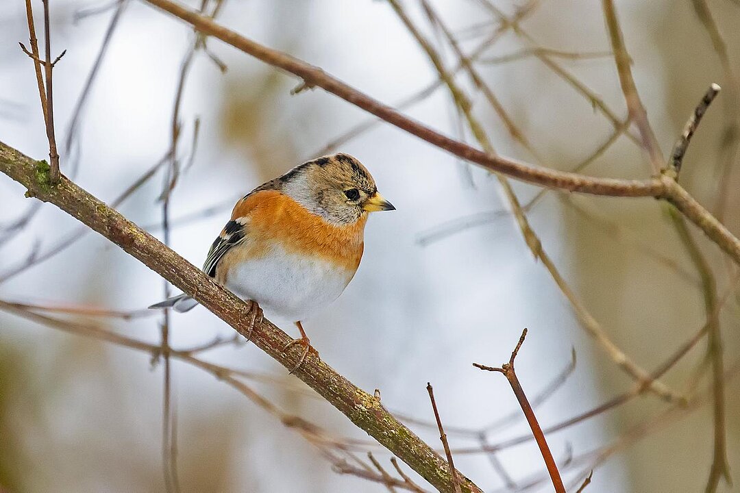 [Translate to English:] Tierpark Hellabrunn Bergfink 