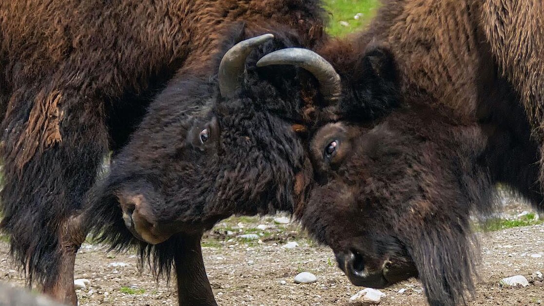 zwei Waldbisons im Tierpark Hellabrunn