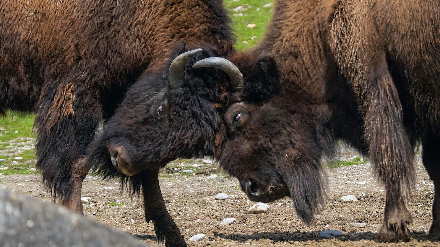 zwei Waldbisons im Tierpark Hellabrunn
